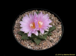 Ariocarpus fissuratus 840